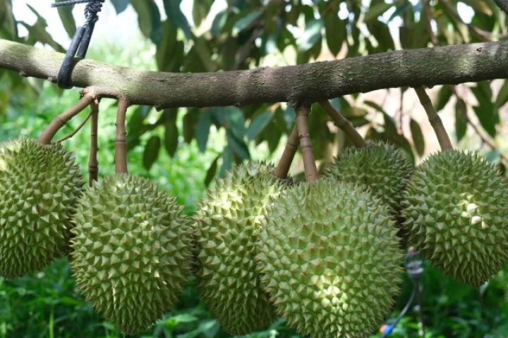 Vì sao cùng một loại nông sản nhưng giá bán chênh nhau cả chục lần?