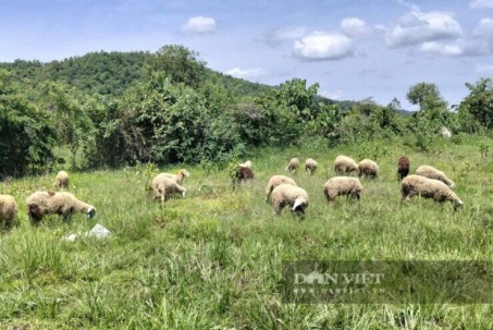 Con vật lông dày kịt này được nông dân Bình Thuận, nay là tỉnh Lâm Đồng nuôi thành công, bán thịt, bán lông
