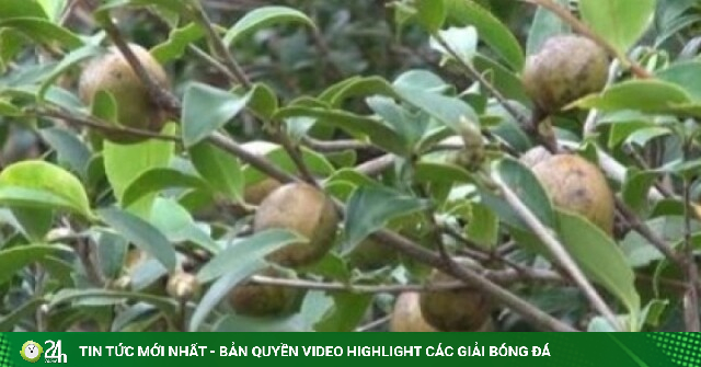 Loại cây mọc đầy ở vùng núi phía Bắc cho thứ được ví là “vàng lỏng”