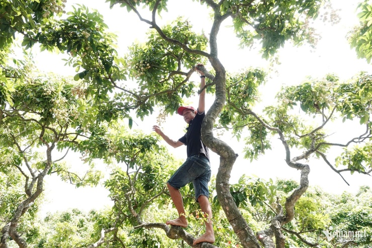 Chủ vườn Trần Thanh Hiếu hái nhãn phục vụ du khách. Ảnh: Hoài Thanh