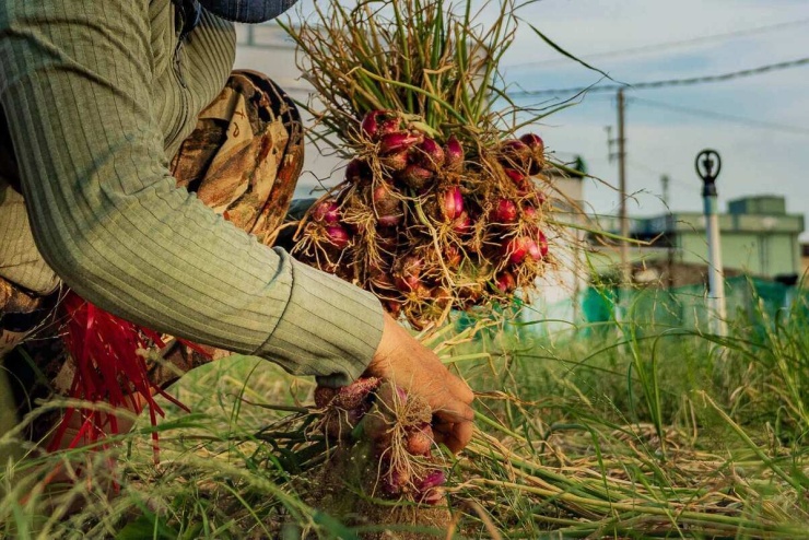 8 trải nghiệm không thể bỏ lỡ ở Lý Sơn mùa hè - 8