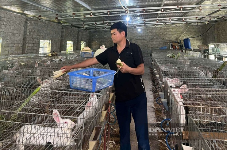 Nuôi con vật xinh xắn, chỉ thích ăn cỏ, anh nông dân Nghệ An nói nhàn mà thu nhập cao - 2
