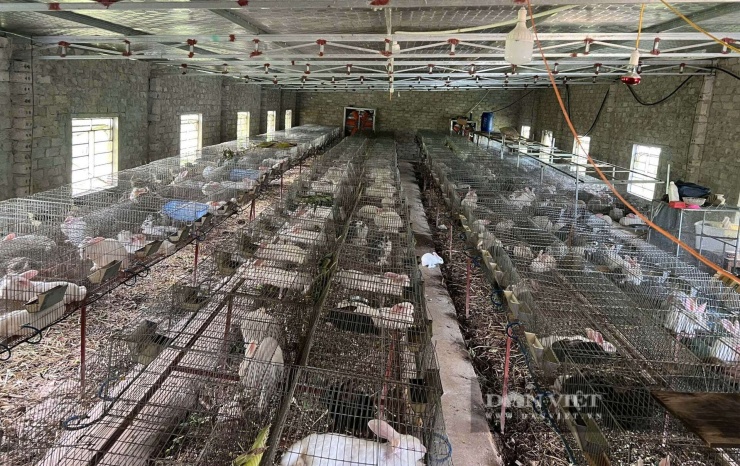 Sau khi trở về từ nước ngoài anh Tuấn ở xã Thiên Nhẫn, tỉnh Nghệ An đầu tư xây dựng trang trại hiện đại để nuôi thỏ. Đây là trang trại đầu tiên tại xã Thiên Nhẫn nuôi thỏ với quy mô lớn. Ảnh: Q.T&nbsp;