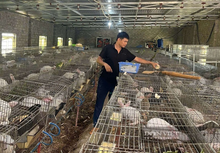Trong thời gian tới, anh Tuấn ở xã Thiên Nhẫn, tỉnh Nghệ An dự kiến nâng số lượng thỏ mẹ lên khoảng 300 con. Khi đó, tổng đàn sẽ đạt khoảng 1.400 đến 1.500 con. Đồng thời, anh sẽ phát triển trang trại theo hướng phục vụ du lịch cộng đồng, trở thành một điểm trải nghiệm thu hút khách tham quan. Ảnh: Q.T