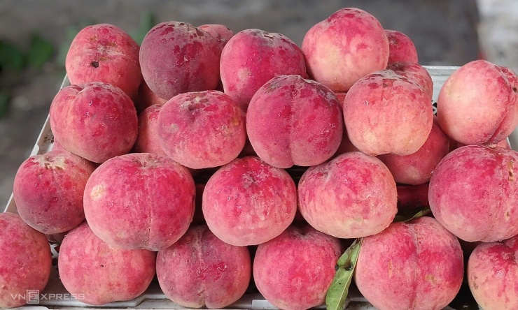 Đào tiên loại 4 quả một kg được bán tại cửa hàng trên đường Thống Nhất, phường An Hội Đông (TP HCM) ngày 16/7. Ảnh: Thi Hà