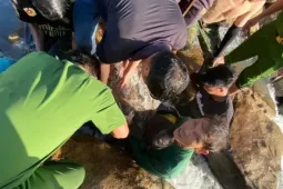 Giây phút nghẹt thở giải cứu bé gái mắc kẹt dưới vách đá giữa dòng nước chảy xiết