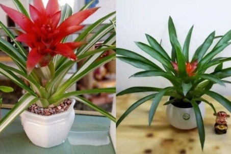 Trồng ngay cây này để trong nhà sạch bóng bụi mịn, ngoài ngõ tài lộc kéo vào