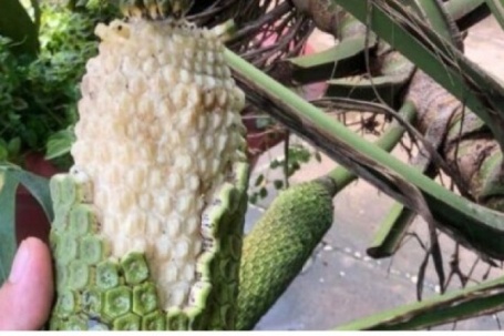 Loại quả từng để rụng đầy gốc, giờ thành “xu hướng” được săn lùng