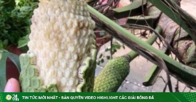 Loại quả từng để rụng đầy gốc, giờ thành “xu hướng” được săn lùng