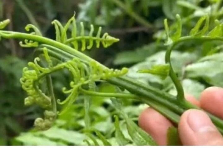 Rau dại ven suối thành đặc sản đắt đỏ
