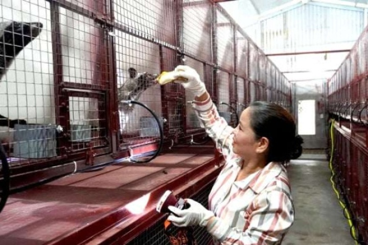 Doanh thu 3,6 tỷ chỉ sau một năm bỏ vốn nuôi con động vật hoang dã bán làm con đặc sản ở Quảng Trị