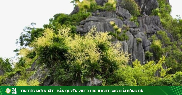 Ngắm vách đá triệu năm của vịnh Hạ Long 'nở hoa' tuyệt đẹp