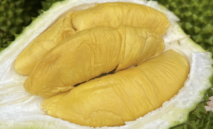 Sầu riêng tại Đăk Lăk. Ảnh: Phan Hằng