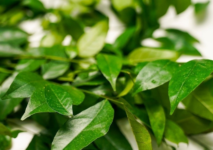 Lá mắc mật là một loại lá gia vị quen thuộc trong cả ẩm thực Việt với hương vị thơm ngon, nồng nàn đặc trưng. (Ảnh minh họa: VTC News)