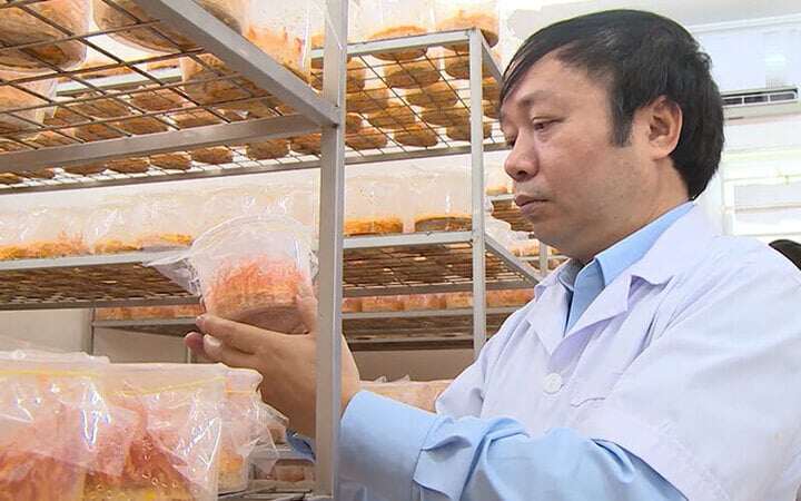 TS Phạm Văn Nhạ cho biết đông trùng hạ thảo được bán trên thị trường hiện nay rất khó kiểm soát được chất lượng (Ảnh: Viện Nghiên cứu Thảo dược Việt Nam)