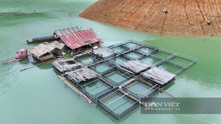 Ở Nghệ An, dân nuôi cá đặc sản trên hồ thủy điện lớn nhất Bắc Trung Bộ, con nào cũng to bự, bán là hết ngay - 1