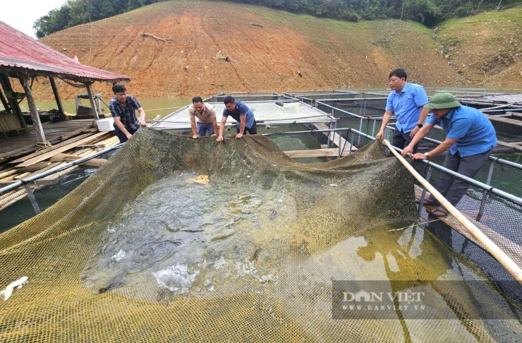 Người dân xã Yên Na, tỉnh Nghệ An nuôi cá leo, cá lăng, cá bống tượng... Đây đều là những loài cá đặc sản thịt dai, ngon, ngọt được người tiêu dùng rất ưa chuộng. Ảnh: N.T
