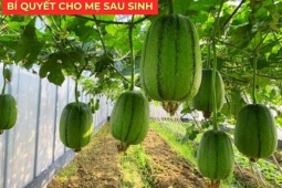 Tin tức sức khỏe - Loại quả bán đầy chợ được nhiều mẹ sau sinh truyền tai nhau giúp sữa thơm mát hơn