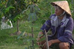 Nguyễn Ngọc Hiển: Chàng trai trẻ rời phố về hái “trái ngọt” nơi thôn quê