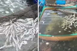 Làm rõ nguyên nhân làm hàng chục tấn cá chết trên sông Thạch Hãn