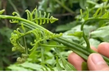 Rau dại ven suối thành đặc sản đắt đỏ