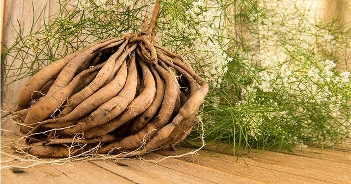 Thiên Môn Chùm - Dược liệu nổi tiếng trong Y học cổ truyền Ấn Độ