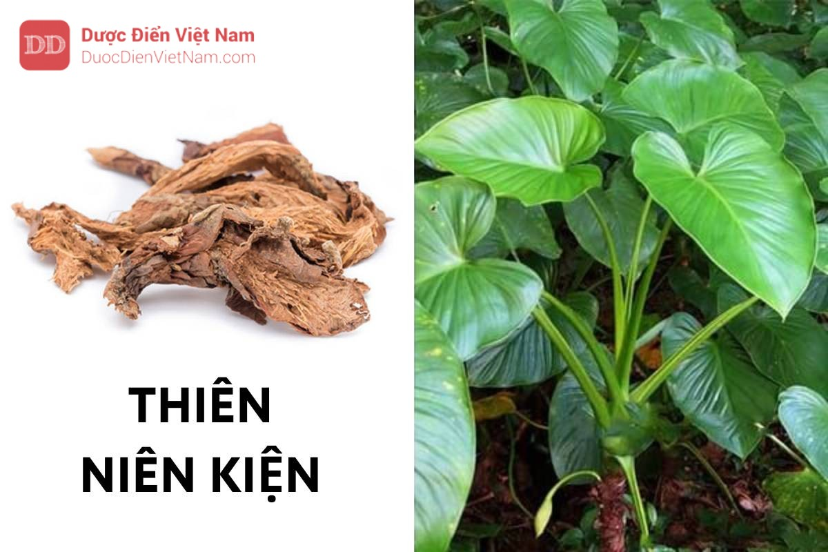 Loại cây càng để lâu càng thơm nức, được nhiều người đau lưng, thoái hóa cột sống săn lùng - 2