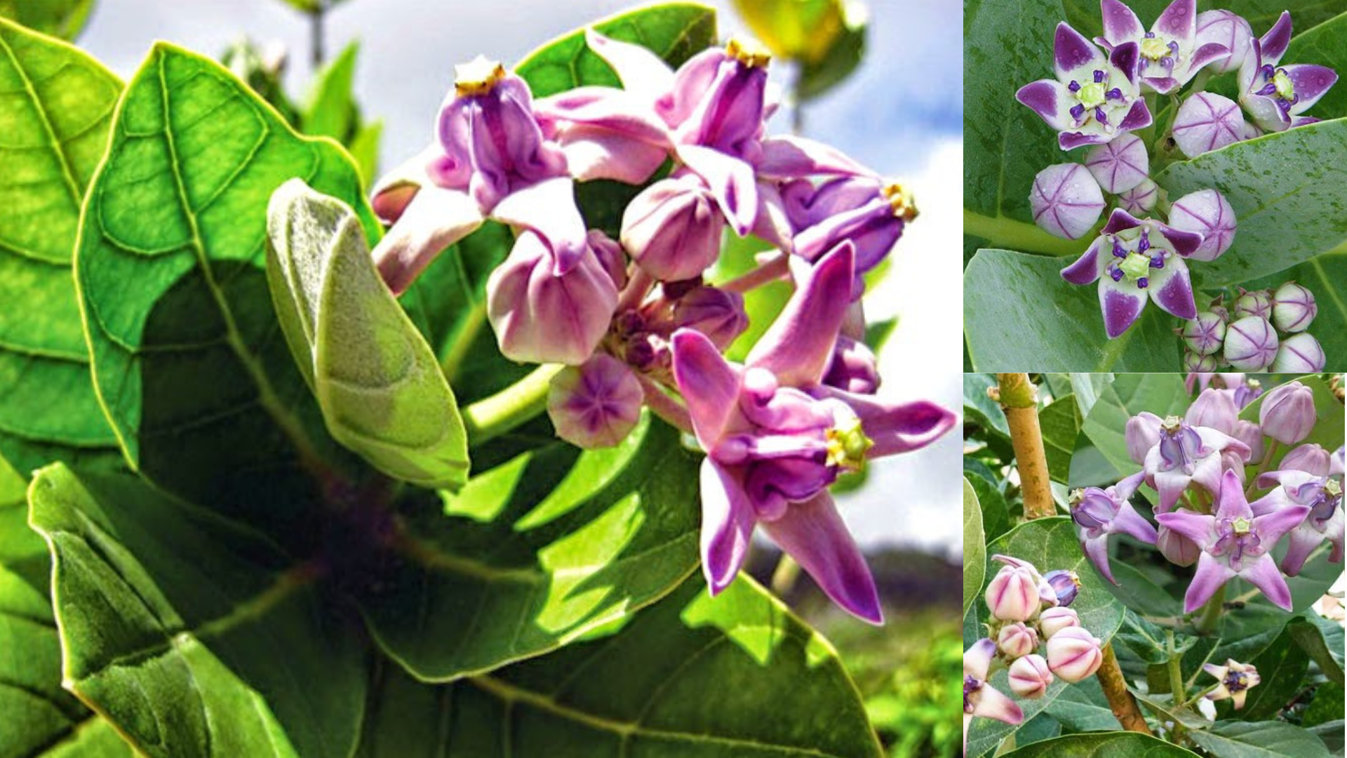 5 dấu hiệu báo động phổi đang "xuống cấp": Nhiều người hối hận vì biết quá muộn! - 5