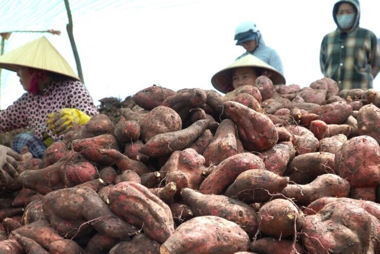 Giá khoai lang lao dốc, nông dân 'đứng ngồi không yên'