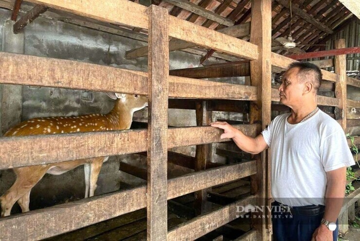 Một người Nghệ An 33 năm chăm "con đại bổ", tiết lộ kinh nghiệm thành công, kiếm hàng trăm triệu/năm