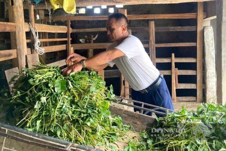 Một người Nghệ An 33 năm chăm "con đại bổ", tiết lộ kinh nghiệm thành công, kiếm hàng trăm triệu/năm