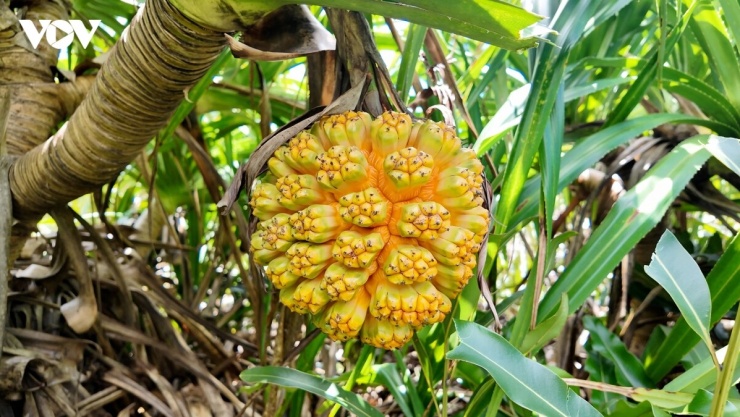 Đây là loài cây sinh trưởng tự nhiên trong những cánh rừng ven biển, thích nghi tốt với điều kiện nắng, gió và hơi mặn của đảo. Chính điều kiện tự nhiên ấy đã tạo nên những trái dứa có hương thơm đậm, vị ngọt thanh pha chút chua dịu và kích thước lớn.