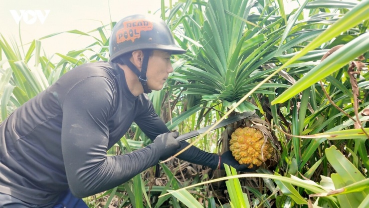 Anh Đặng Bá Lương kể, mùa dứa bắt đầu từ những ngày đầu hè và kéo dài từ tháng 3 đến tháng 7, người dân trên đảo bước vào vụ thu hoạch nhộn nhịp.