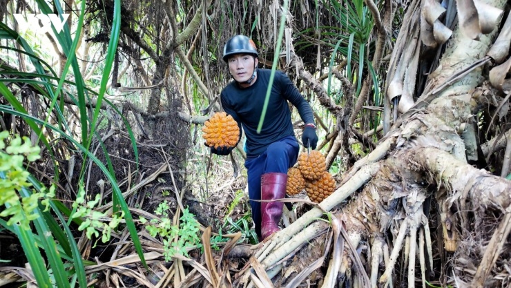 Nhiều bụi dứa hơn chục năm tuổi, mỗi quả nặng trung bình từ 1 đến 3kg, có quả đạt tới 5kg. Để có thể hái và vận chuyển ra bìa rừng cũng mất khá nhiều công sức.