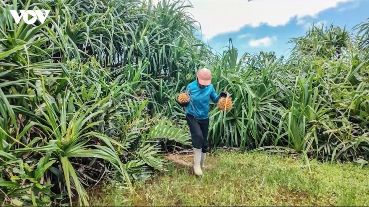 Gắn bó với nghề thu hái dứa rừng nhiều năm, chị Hoàng Thị Na vui vẻ khoe, trung bình mỗi ngày, hai vợ chồng thu hái từ 30 đến 40 quả. Vào cao điểm mùa dứa chín, sản lượng có thể đạt gần 100 quả.