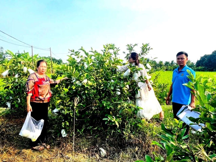Khách hàng đang thu mua ổi của anh Bình. Ảnh: Q.S