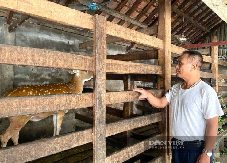 Ông Hồ Văn Hoàng ở xã Quỳnh Sơn, tỉnh Nghệ An, người đã có 33 năm gắn bó với nghề nuôi hươu lấy nhung và hươu sinh sản. Lão nông là người từng khiến cả làng phải lo khi dốc hết gia sản để nuôi con đại bổ. Ảnh: N.H