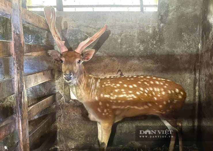 Một người Nghệ An 33 năm chăm "con đại bổ", tiết lộ kinh nghiệm thành công, kiếm hàng trăm triệu/năm - 3