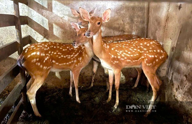 Hiện, ông Hoàng ở xã Quỳnh Sơn, tỉnh Nghệ An luôn duy trì 12 con hươu đực chuyên lấy nhung và 8 con hươu cái phục vụ sinh sản. Ảnh: N.H