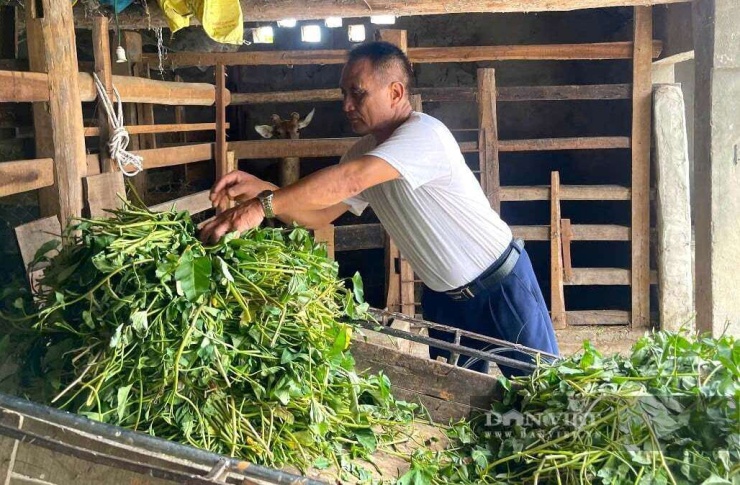 Ông Hoàng chia sẻ, việc chủ động nguồn thức ăn sạch, an toàn, đảm bảo dinh dưỡng là một trong những yếu tố quan trọng khi nuôi hươu. Nhờ con đại bổ này, gia đình ông Hoàng ở xã Quỳnh Sơn, tỉnh Nghệ An có thu nhập hàng trăm triệu đồng mỗi năm. Ảnh: N.H