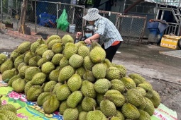 Giá sầu riêng giảm 30-50%, ngành hàng tỷ USD đối mặt áp lực mới