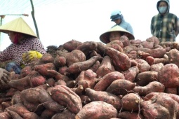 Giá khoai lang lao dốc, nông dân 'đứng ngồi không yên'