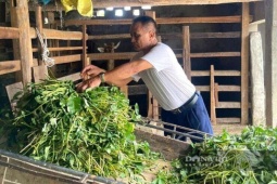 Một người Nghệ An 33 năm chăm "con đại bổ", tiết lộ kinh nghiệm thành công, kiếm hàng trăm triệu/năm