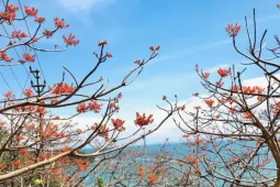 Rực rỡ hoa ngô đồng ở Cù Lao Chàm
