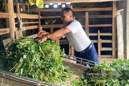 Một người Nghệ An 33 năm chăm "con đại bổ", tiết lộ kinh nghiệm thành công, kiếm hàng trăm triệu/năm
