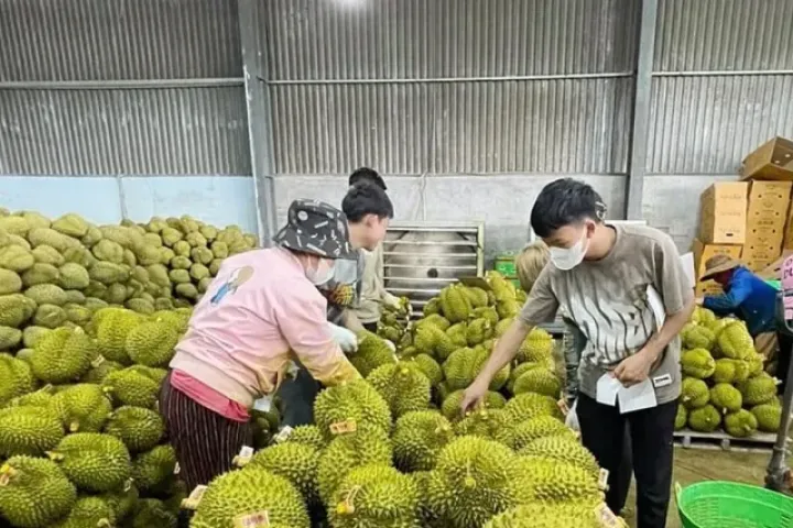 Vì sao sầu riêng giảm giá đồng loạt?