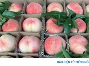 Đào tiên "Tôn Ngộ Không" tràn chợ Việt, giá rẻ ngang đào thường