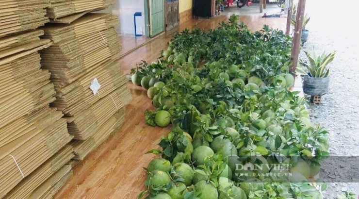 Chất lượng quả ổn định giúp vườn bưởi của ông trở thành địa chỉ quen thuộc của các thương lái lớn. Ảnh: Vân Nguyễn