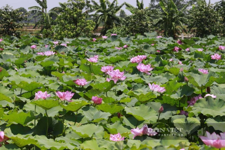 Đầm sen bạt ngàn của bà Thuận tại vùng quê Phùng Xá – nơi cung cấp nguồn nguyên liệu dồi dào và mở ra cơ hội biến những cuống sen vốn bị bỏ đi sau thu hoạch thành dòng sợi dệt cao cấp.