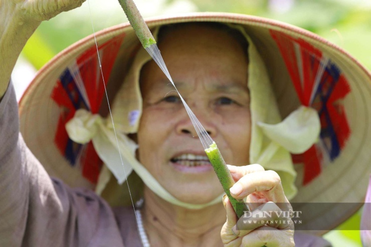 Cơ duyên đưa nghệ nhân Phan Thị Thuận đến với lụa tơ sen bắt nguồn từ những trăn trở về vùng nguyên liệu dâu tằm bị thu hẹp do chính sách chuyển đổi cây trồng. Trong những lần đi qua các đầm sen mênh mông tại địa phương, ngắm nhìn những cuống sen bị bỏ hoang sau vụ thu hoạch hạt, bà chợt nhớ lại những sợi tơ mỏng manh xuất hiện mỗi khi bẻ cuống hoa. Ý tưởng biến thứ phế phẩm này thành sợi dệt bắt đầu nhen nhóm, dù ban đầu gặp phải sự can ngăn và hoài nghi lớn từ những người xung quanh.